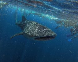 whaleshark2
