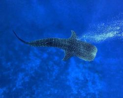 whaleshark3