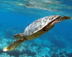 The Barefoot Eco Hotel Maldives