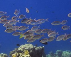 Furaveri Maldives - dive