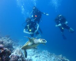 Furaveri Maldives - dive