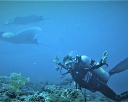 Furaveri Maldives - dive