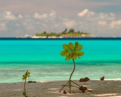 DHIGUVELI-20190323-DSC_1481-qks3yu6u55oskx78fkljtpd2ec9rcrfxievkb46wz4