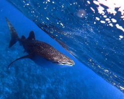 whaleshark1-qks40oxdme85h8ialvg28qiskp4tj9svfl71drfypc