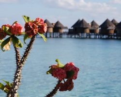 Nika Island Resort and Spa - water villa