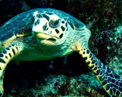 Nika Island Resort and Spa - diving center