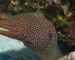 Nika Island Resort and Spa - diving center