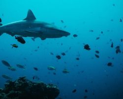 Nika Island Resort and Spa - diving center