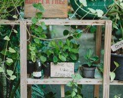 Villa-Park-Green-Fingers-Plants-scaled