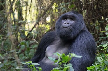 Uganda – hľadanie goríl